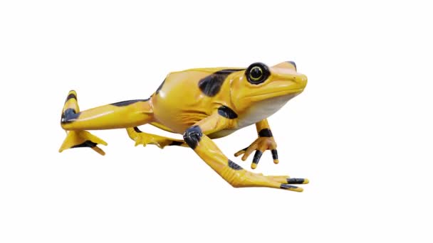 Animatie Van Panamese Golden Frog Wandelen Naadloze Lus Luma Matte — Stockvideo