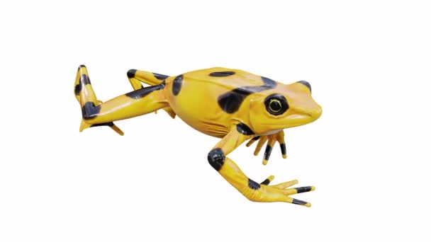 Animatie Van Panamese Golden Frog Wandelen Naadloze Lus Luma Matte — Stockvideo