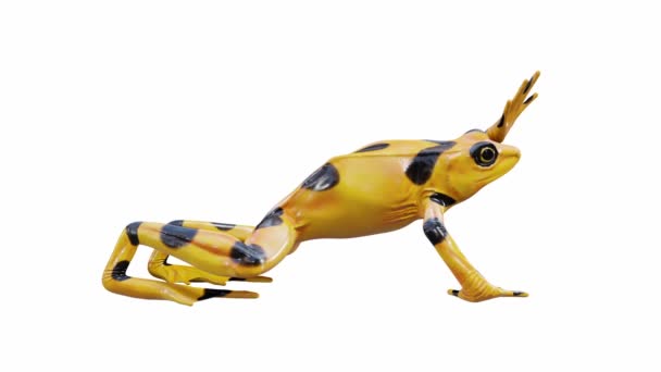 パナマ黄金のカエルの3Dアニメーション 手を振って シームレスなループ ルママットが含まれています — ストック動画