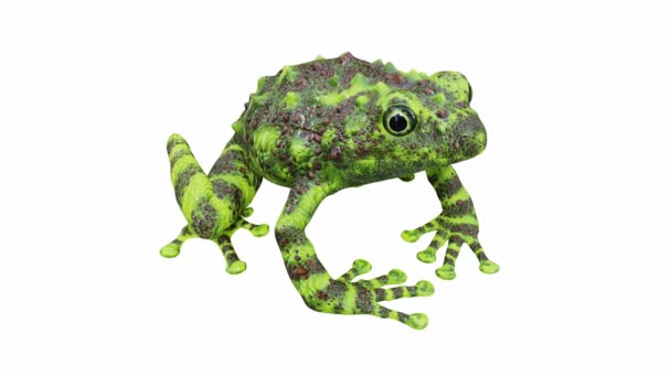 Animação Vietnamita Mossy Frog Loop Sem Costura Luma Matte Incluído — Vídeo de Stock