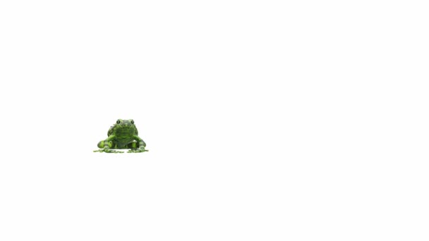 Анімація Єтнамської Mossy Frog Лума Матте Включено — стокове відео