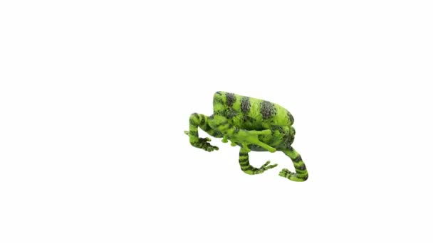 Animação Vietnamita Mossy Frog Loop Sem Costura Luma Matte Incluído — Vídeo de Stock