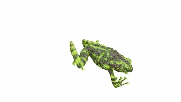 Animering Vietnamesiska Mossy Frog Sömlös Loop Luma Matt Ingår — Stockvideo