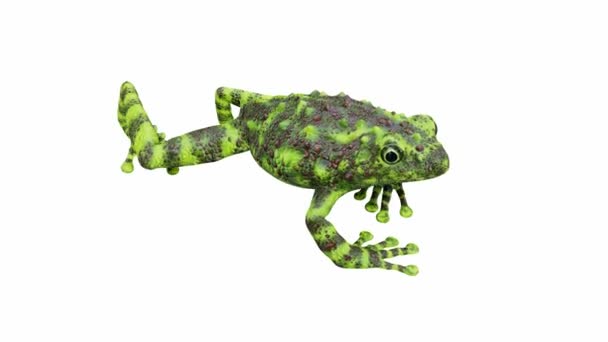 Animation Vietnamese Mossy Frog Seamless Loop Luma Matte Included — Stock Video