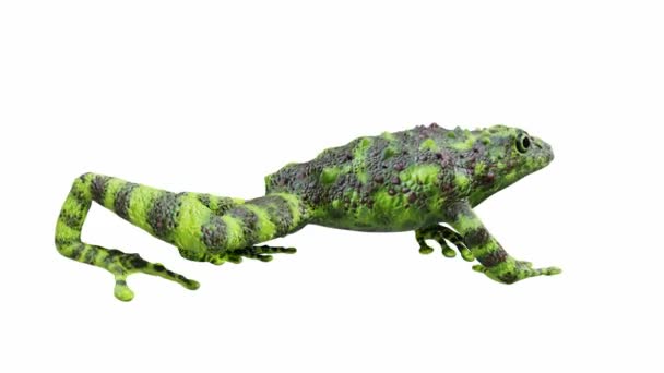 Animation Vietnamese Mossy Frog Seamless Loop Luma Matte Included — Stock Video