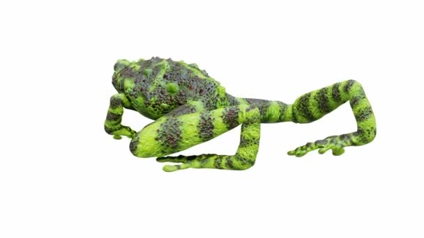 Animation Des Vietnamesischen Mossy Frog Nahtlose Schleife Inklusive Luma Matte — Stockvideo