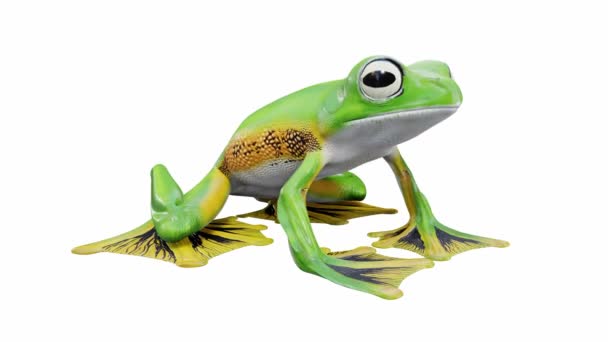 Animación Wallace Flying Frog Lazo Sin Costuras Luma Mate Incluido — Vídeo de stock