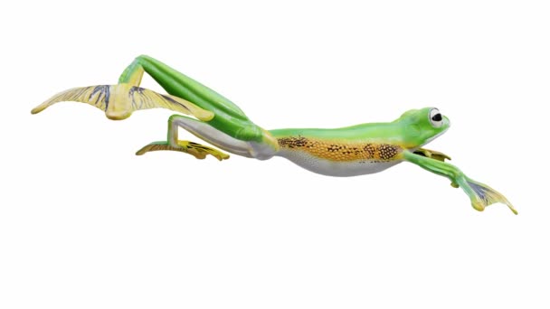 ウォレスの飛行カエルの3Dアニメーション シームレスループ ルママットが含まれています — ストック動画