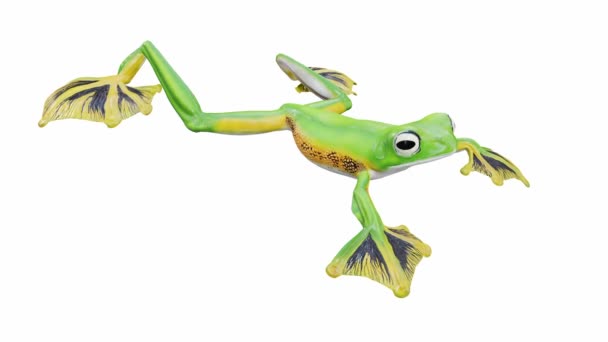 Animatie Van Wallace Flying Frog Naadloze Lus Inclusief Luma Matte — Stockvideo