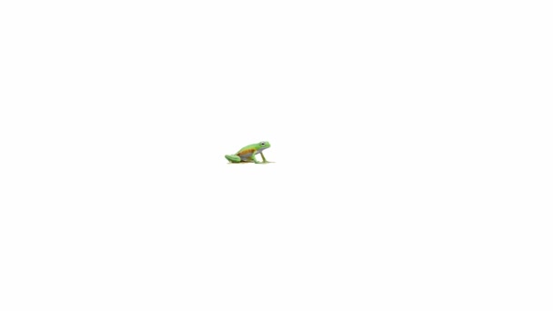 Animação Wallace Flying Frog Luma Matte Incluído — Vídeo de Stock