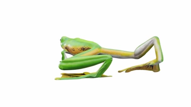 Animação Wallace Flying Frog Loop Sem Costura Luma Matte Incluído — Vídeo de Stock