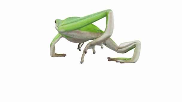 Animering American Green Tree Frog Promenader Sömlös Loop Luma Matt — Stockvideo