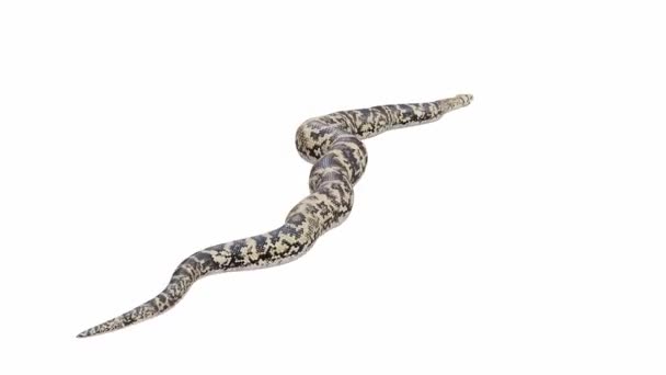 Scrub Python Crawling Luma Matte 3D动画包括 — 图库视频影像