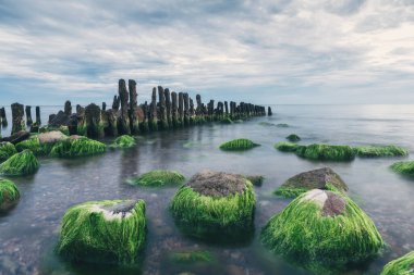 Old wooden breakwaters and stones with green seaweed in the Baltic sea. Seascape at sunrise