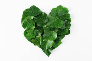 Heart shape green leaves isolated on white background. Minimal creative Valentines or Woman's day concept. Top view. Flat lay