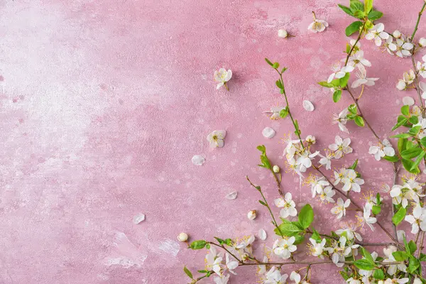 Spring flowers on pastel pink background. White cherry blossoming branches with petals. Flat lay. Top view with copy space