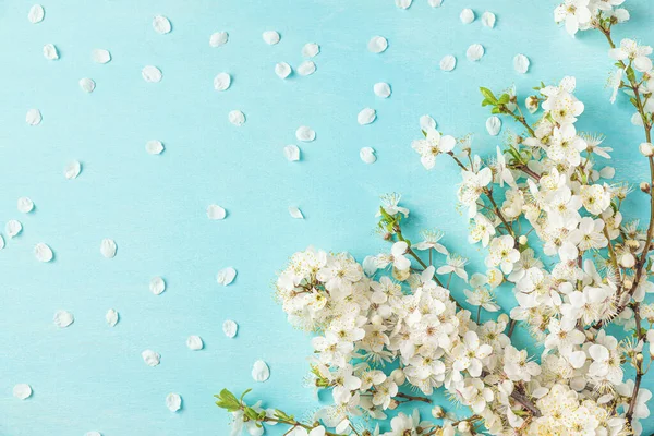Spring flowers on pastel blue background. White cherry blossoming branches with petals. Flat lay. Top view