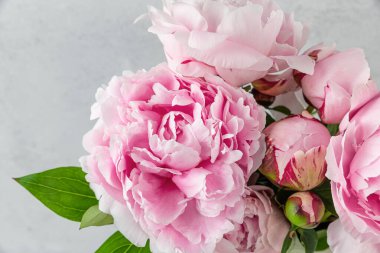 Close up of pastel pink peony flowers on white background. Wedding or Mothers day card. Macro shot. Holiday nature texture