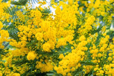 Yellow mimosa flowers or Acacia Dealbata blooming on spring tree. Spring holiday background