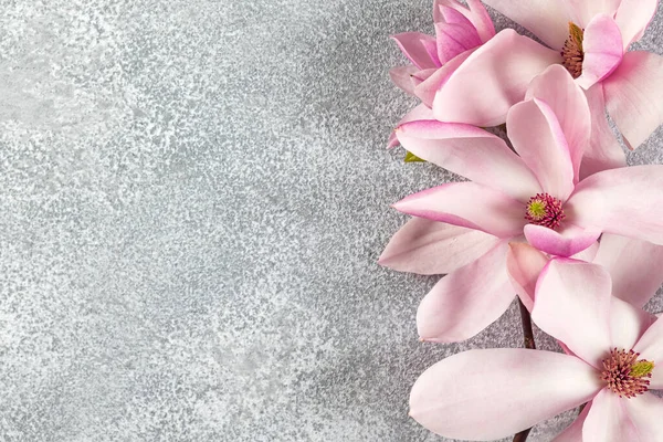 Розовые Цветы Магнолии Сером Бетонном Фоне Весенний Праздник Свадебная Открытка — стоковое фото
