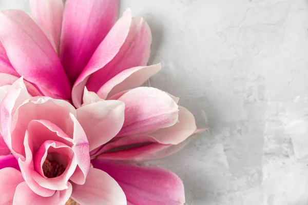 Состав Цветов Розовой Магнолии Весенний Цветущий Цветок Бетонном Фоне Макро — стоковое фото
