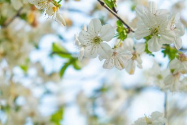 Bahar kirazlarının çiçek açmasına yakın. Doğa arkaplanı