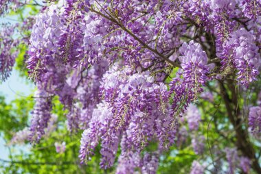 Bahar mevsiminde Çin salkımı çiçekleri açar. Mavi yağmur Wisteria çiçeği. Doğa arkaplanı