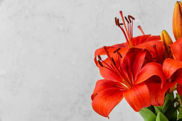 Orange Lilium Matrix or Asiatic lily flowers on gray background. Close up. Wedding or Mothers day card with copy space