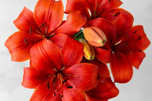 Primer Plano Lilium Matrix Naranja Flores Lirio Asiático Sobre Fondo — Foto de Stock