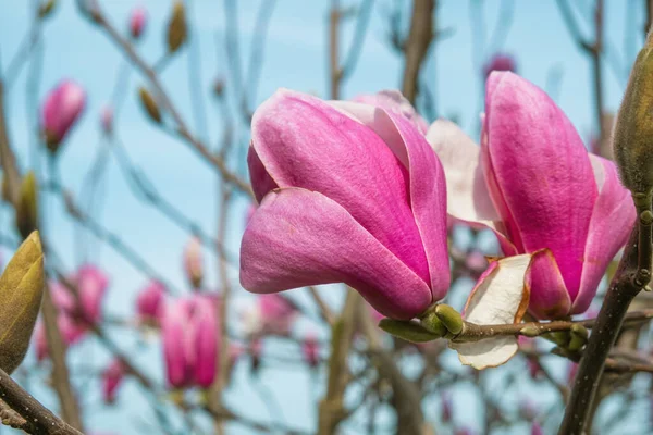 Close Van Roze Magnolia Bloem Bloeien Boom Het Park Voorjaarsbloemen — Stockfoto