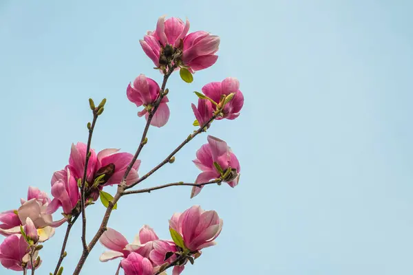 Flor Rosa Magnolia Árbol Magnolia Primavera Contra Cielo Azul Primavera — Foto de Stock