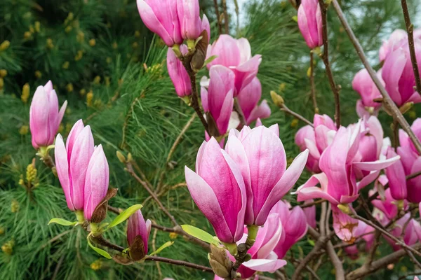 Lente Magnolia Bloemen Bloeien Magnolia Boom Het Park Zachte Roze — Stockfoto