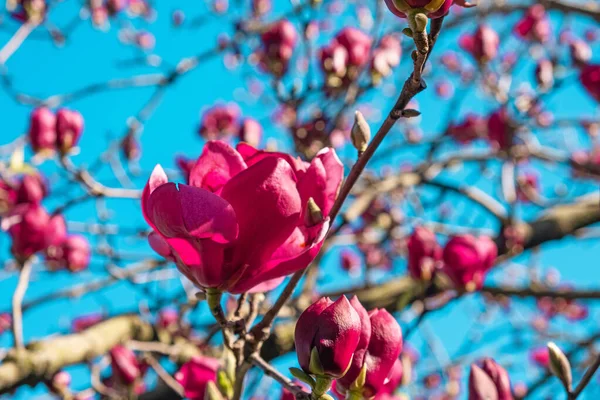 Close Van Roze Magnolia Bloem Bloeien Boom Het Park Voorjaarsbloemen — Stockfoto