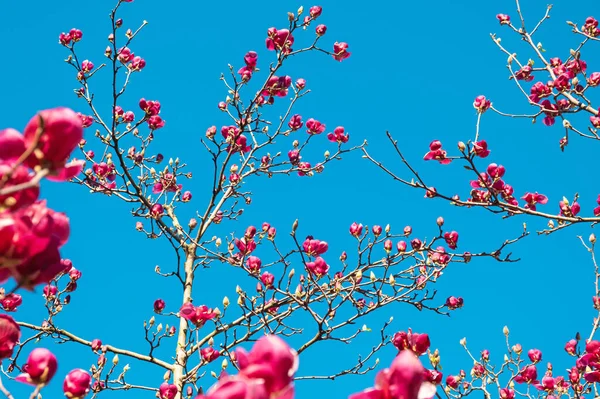 Roze Bloeiende Magnolia Bloem Magnolia Boom Lente Tegen Blauwe Lucht — Stockfoto
