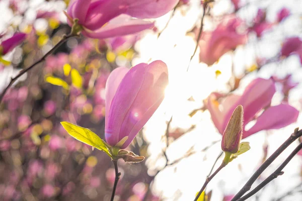 Primer Plano Flor Magnolia Rosa Floreciendo Árbol Con Destellos Sol — Foto de Stock