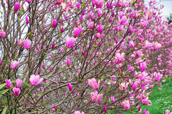 Alley Van Bloeiende Bomen Van Roze Magnolia Bloemen Lente Buiten — Stockfoto
