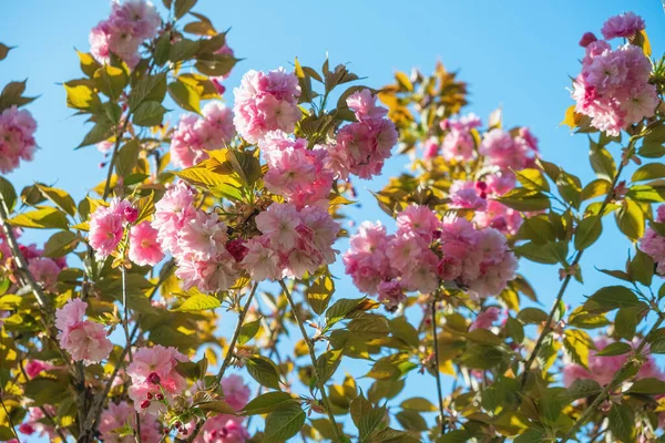 Primavera Flor Cerezo Rosa Flores Sakura Contra Cielo Azul Fondo — Foto de Stock