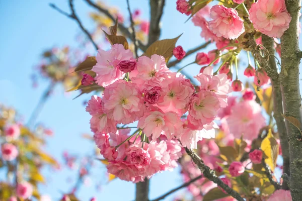 Sluiten Van Lente Roze Kers Bloeiende Bloemen Sakura Natuur Achtergrond — Stockfoto