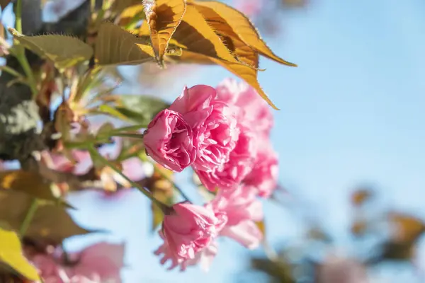 Voorjaar Roze Kers Bloeiende Bloemen Sakura Sluit Maar Natuur Achtergrond — Stockfoto