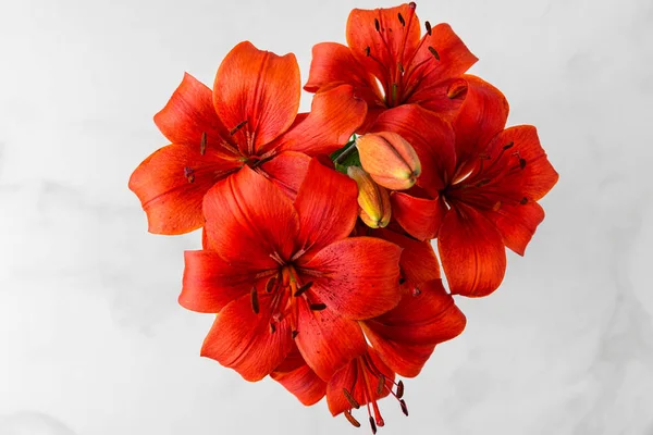 Orange Lilium Matrix or Asiatic lily flowers on white background. Top view. Wedding or Mothers day card with copy space
