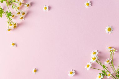 Çiçek kompozisyonu. Pembe arka planda beyaz papatya çiçeklerinden yapılmış çerçeve. Düz yatıyordu. Düğün, Kadın Günü, Anneler Günü konsepti, Sevgililer Günü planı.