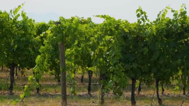 Karadağ Daki Üzüm Bağlarındaki Asma Sıralarını Kapatın Üzüm Tarlası Şarap — Stok video