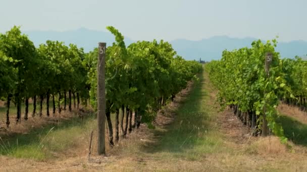 Wiersze Winorośli Winnicach Czarnogórze Pole Winogron Przemysł Winiarski Koncepcja Rolnictwa — Wideo stockowe