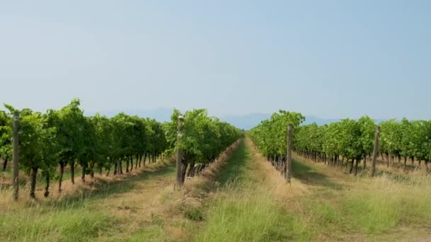 Karadağ Daki Üzüm Bağları Üzüm Tarlasında Sıralanmış Asmalar Şarap Endüstrisi — Stok video