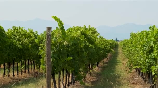 Fileiras Videira Vinhas Montenegro Campo Uvas Indústria Vinho Conceito Agrícola — Vídeo de Stock