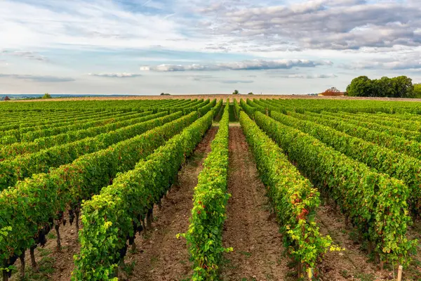 Sunny Landscape Vineyards Saint Emilion Bordeaux Wineyards France Rows Vine — Stock Photo, Image