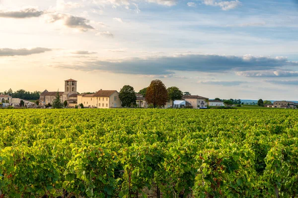 Zonnig Landschap Van Wijngaarden Van Saint Emilion Bordeaux Wijngaarden Frankrijk — Stockfoto
