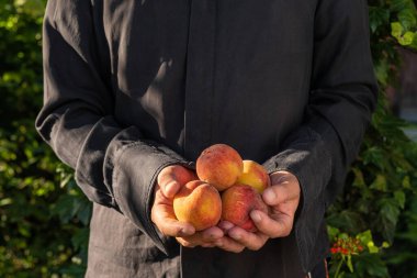 Organik meyveler. Sağlıklı yiyecekler. Çiftçilerin ellerinde taze organik şeftaliler. Tarım ve tarım kavramı. Kapat.