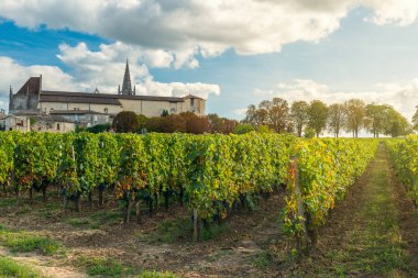Saint Emilion, Bordeaux, Gironde, Fransa 'nın üzüm bağları. Eski kasabadaki ortaçağ kilisesi ve üzüm tarlasında sıralanmış asmalar. Şarap endüstrisi. Tarım ve tarım kavramı.