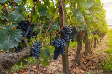 Saint Emilion, Bordeaux 'daki üzüm bağlarında yetişen üzümler. Fransa 'daki Wineyards. Şarap endüstrisi. Tarım ve hasat kavramı.